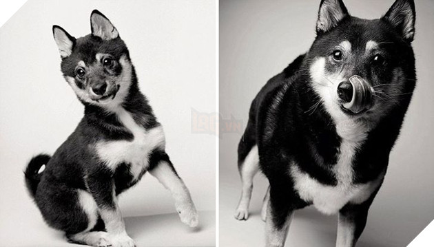 Bộ ảnh những chú chó lúc còn trẻ và khi về già khiến bạn cảm thấy muốn yêu thương bé cưng ở nhà mình nhiều hơn  11