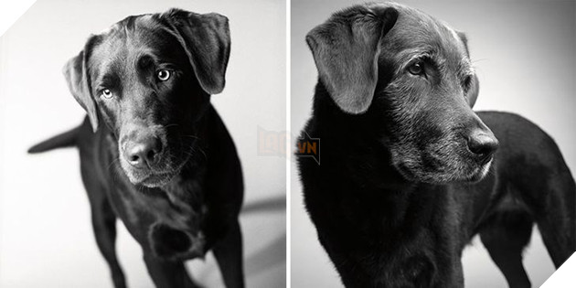 Bộ ảnh những chú chó lúc còn trẻ và khi về già khiến bạn cảm thấy muốn yêu thương bé cưng ở nhà mình nhiều hơn 