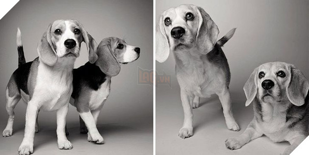 Bộ ảnh những chú chó lúc còn trẻ và khi về già khiến bạn cảm thấy muốn yêu thương bé cưng ở nhà mình nhiều hơn  9