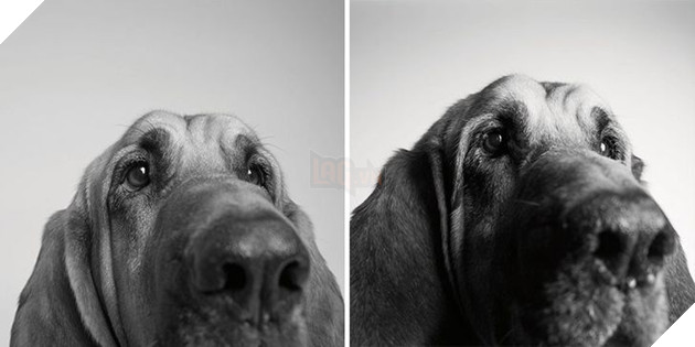 Bộ ảnh những chú chó lúc còn trẻ và khi về già khiến bạn cảm thấy muốn yêu thương bé cưng ở nhà mình nhiều hơn  5