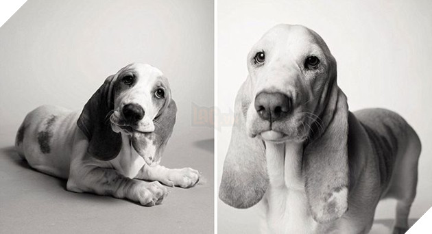 Bộ ảnh những chú chó lúc còn trẻ và khi về già khiến bạn cảm thấy muốn yêu thương bé cưng ở nhà mình nhiều hơn  3