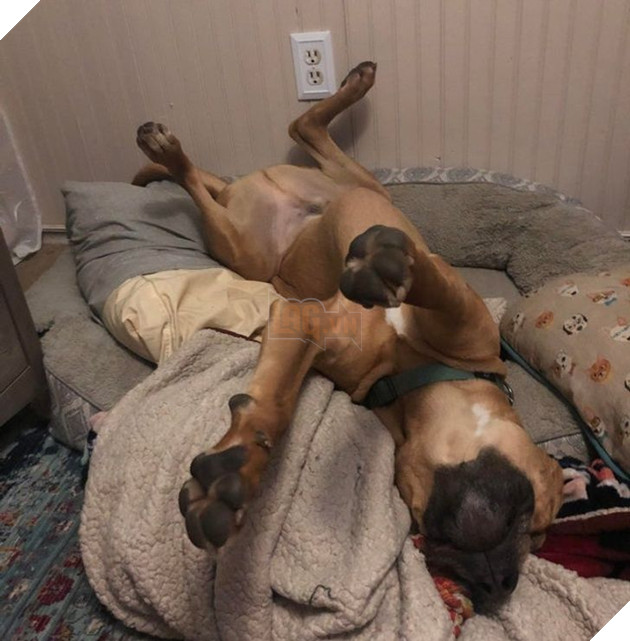 20 chú chó có phong cách ngủ không giống ai khiến cho các sen phải bó tay 6