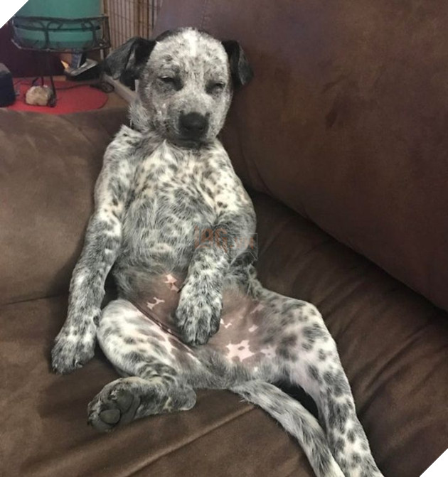 20 chú chó có phong cách ngủ không giống ai khiến cho các sen phải bó tay 7