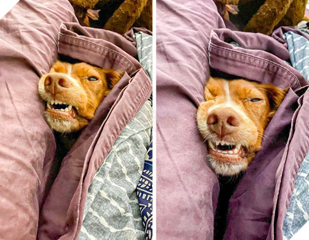 20 chú chó có phong cách ngủ không giống ai khiến cho các sen phải bó tay 8