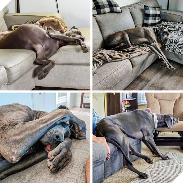20 chú chó có phong cách ngủ không giống ai khiến cho các sen phải bó tay 5