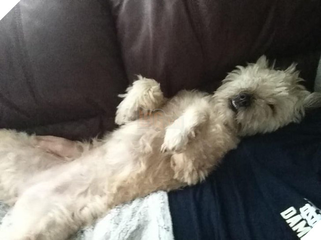 20 chú chó có phong cách ngủ không giống ai khiến cho các sen phải bó tay 18