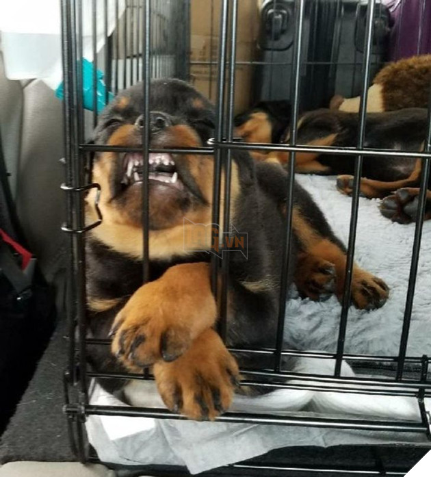 20 chú chó có phong cách ngủ không giống ai khiến cho các sen phải bó tay 19