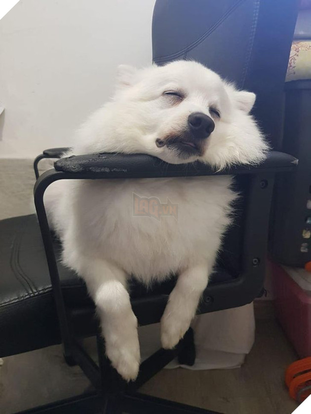 20 chú chó có phong cách ngủ không giống ai khiến cho các sen phải bó tay 2