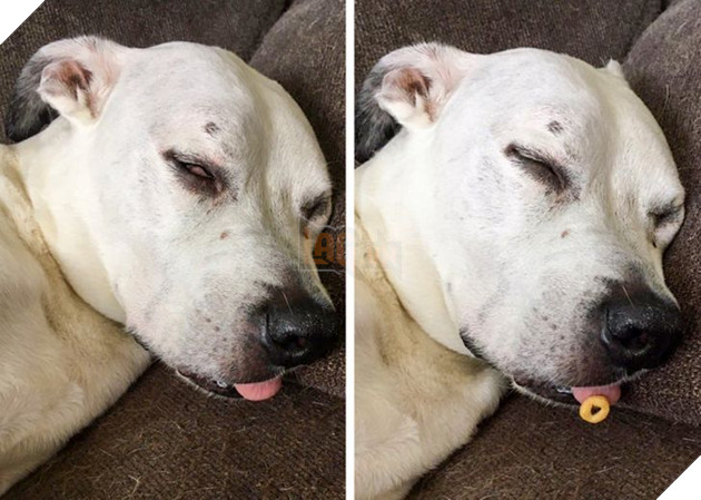 20 chú chó có phong cách ngủ không giống ai khiến cho các sen phải bó tay 17