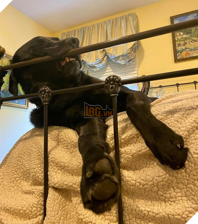 20 chú chó có phong cách ngủ không giống ai khiến cho các sen phải bó tay 3