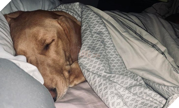 20 chú chó có phong cách ngủ không giống ai khiến cho các sen phải bó tay 10