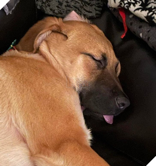 20 chú chó có phong cách ngủ không giống ai khiến cho các sen phải bó tay 11