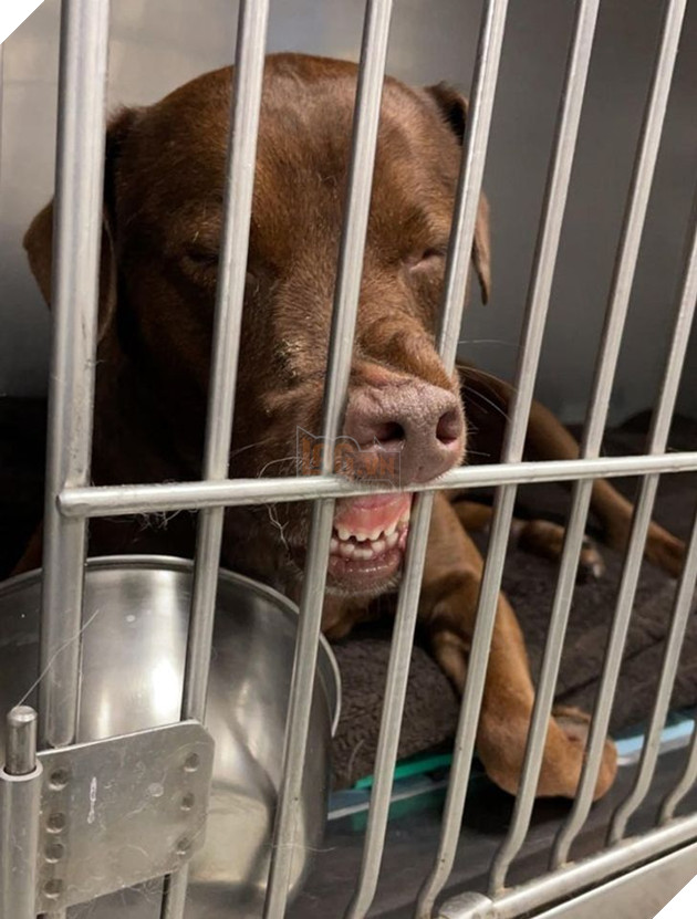 20 chú chó có phong cách ngủ không giống ai khiến cho các sen phải bó tay 13