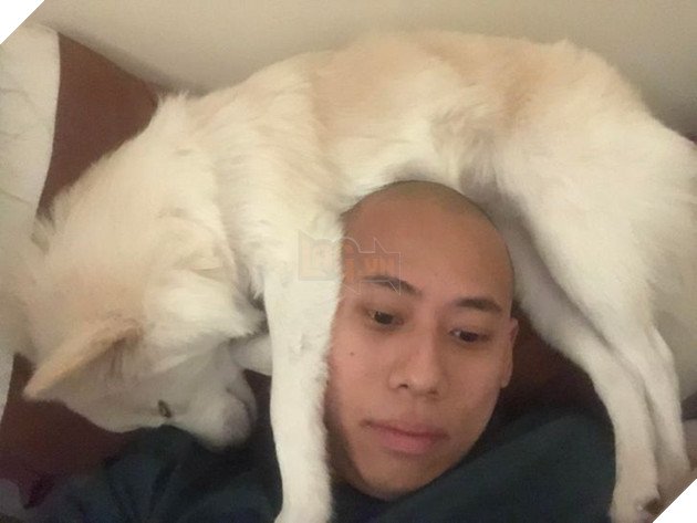 20 chú chó có phong cách ngủ không giống ai khiến cho các sen phải bó tay 16