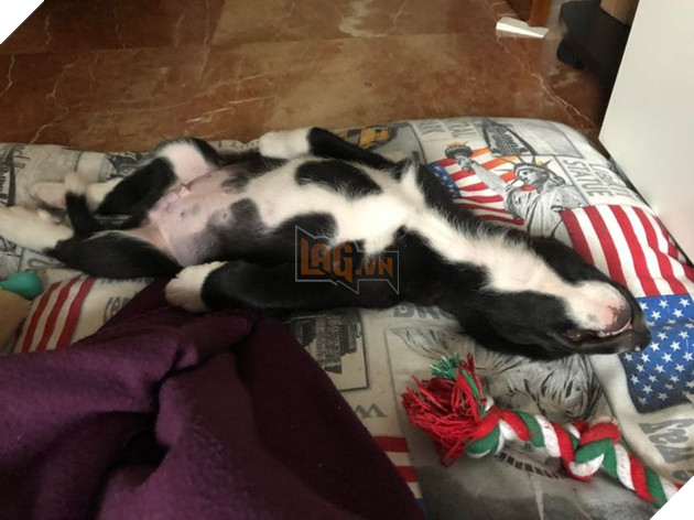 20 chú chó có phong cách ngủ không giống ai khiến cho các sen phải bó tay 9