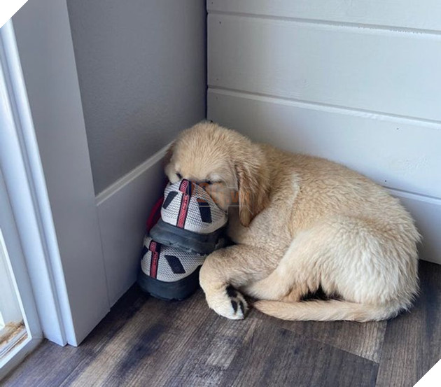 20 chú chó có phong cách ngủ không giống ai khiến cho các sen phải bó tay