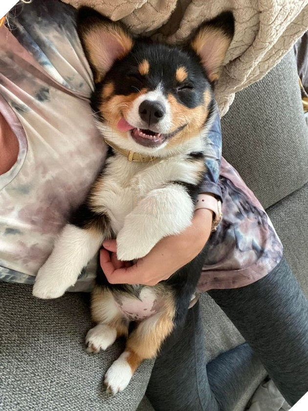 20 chú chó có phong cách ngủ không giống ai khiến cho các sen phải bó tay 20