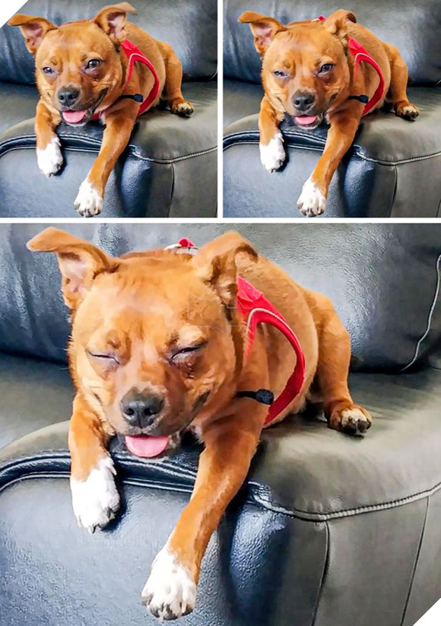 20 chú chó có phong cách ngủ không giống ai khiến cho các sen phải bó tay 14