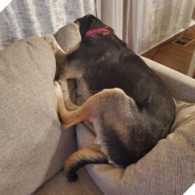 20 chú chó có phong cách ngủ không giống ai khiến cho các sen phải bó tay 4