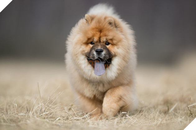 Top 10 chú chó đẹp mã, đáng yêu nhất thế giới: Husky rất tình cảm