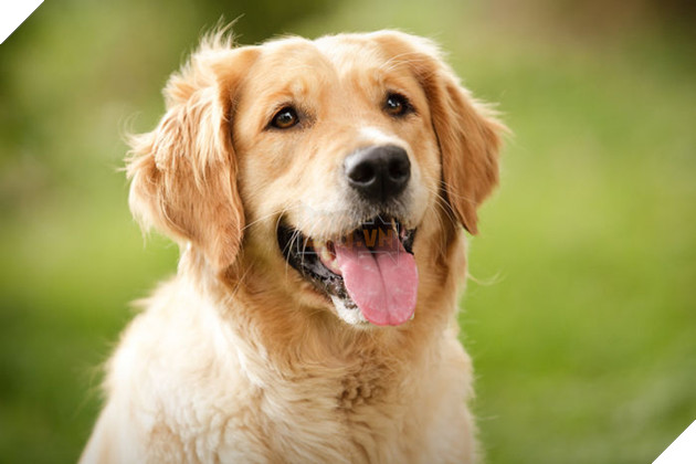 Top 10 chú chó đẹp mã, đáng yêu nhất thế giới: Husky rất tình cảm