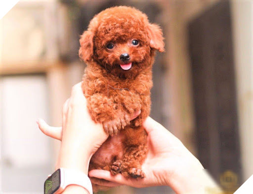 Top 10 chú chó đẹp mã, đáng yêu nhất thế giới: Husky rất tình cảm