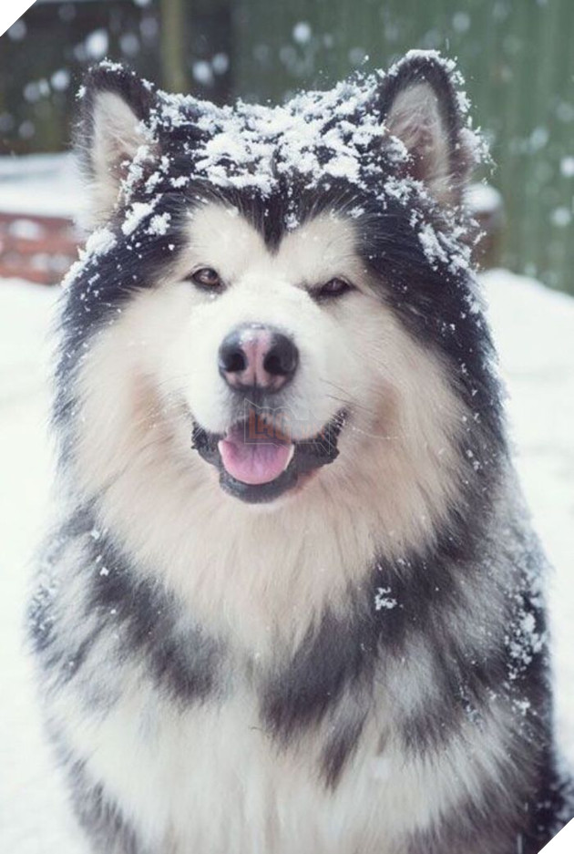 Top 10 chú chó đẹp mã, đáng yêu nhất thế giới: Husky rất tình cảm