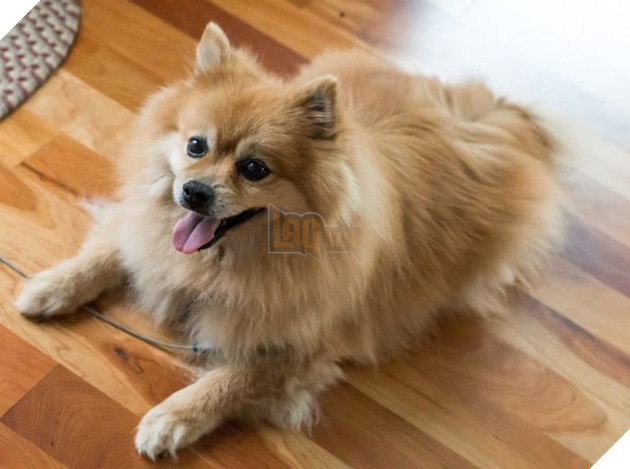 Top 10 chú chó đẹp mã, đáng yêu nhất thế giới: Husky rất tình cảm