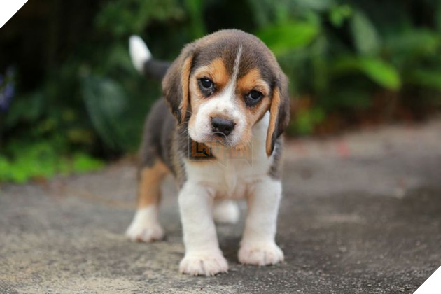 Top 10 chú chó đẹp mã, đáng yêu nhất thế giới: Husky rất tình cảm