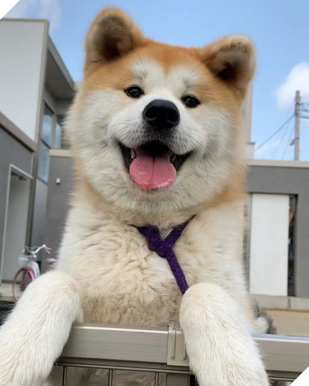 Top 10 chú chó đẹp mã, đáng yêu nhất thế giới: Husky rất tình cảm