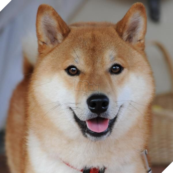 Top 10 chú chó đẹp mã, đáng yêu nhất thế giới: Husky rất tình cảm