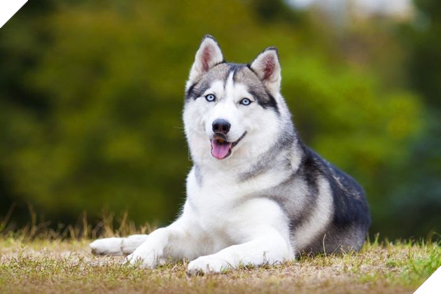Top 10 chú chó đẹp mã, đáng yêu nhất thế giới: Husky rất tình cảm