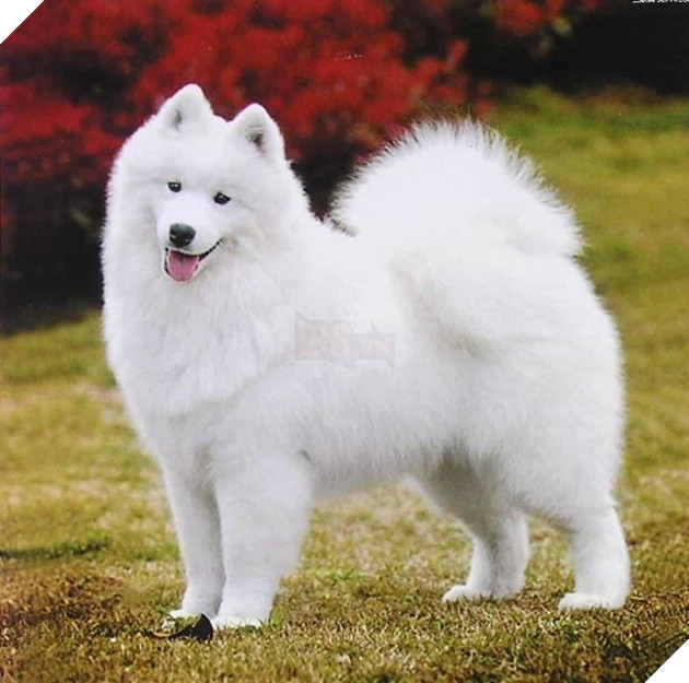 Top 10 chú chó đẹp mã, đáng yêu nhất thế giới: Husky rất tình cảm