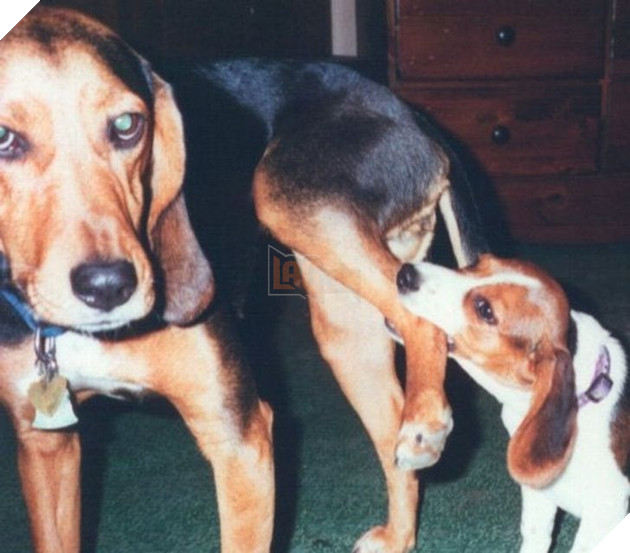 Tổng hợp những chiếc chó thái độ khi con sen chào đón thành viên mới của gia đình 10