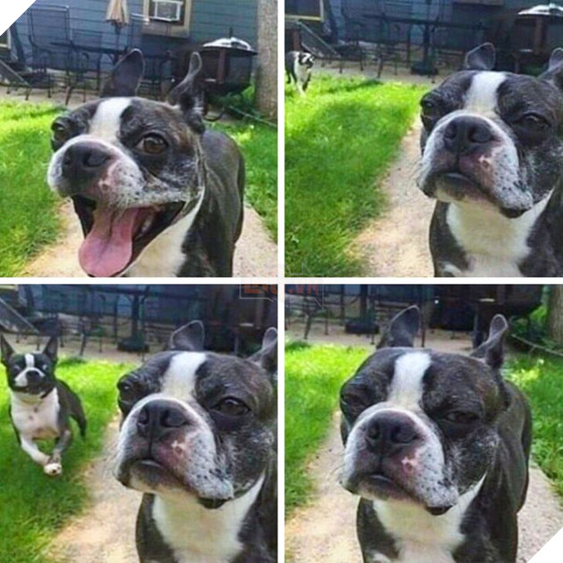 Tổng hợp những chiếc chó thái độ khi con sen chào đón thành viên mới của gia đình 11