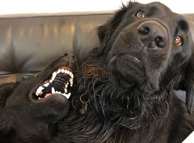 Tổng hợp những chiếc chó thái độ khi con sen chào đón thành viên mới của gia đình 12