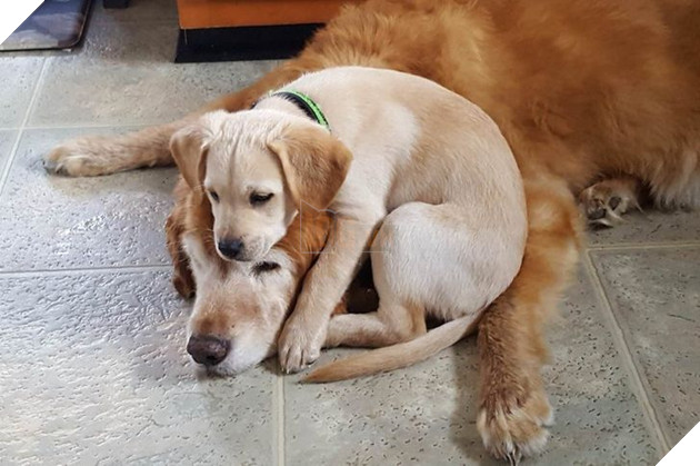 Tổng hợp những chiếc chó thái độ khi con sen chào đón thành viên mới của gia đình 13