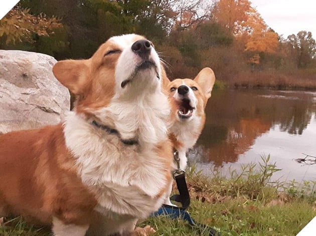 Tổng hợp những chiếc chó thái độ khi con sen chào đón thành viên mới của gia đình 14