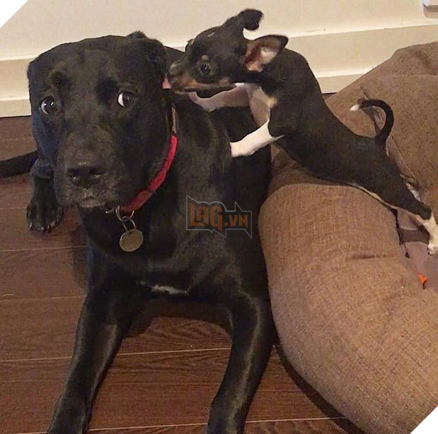 Tổng hợp những chiếc chó thái độ khi con sen chào đón thành viên mới của gia đình 15