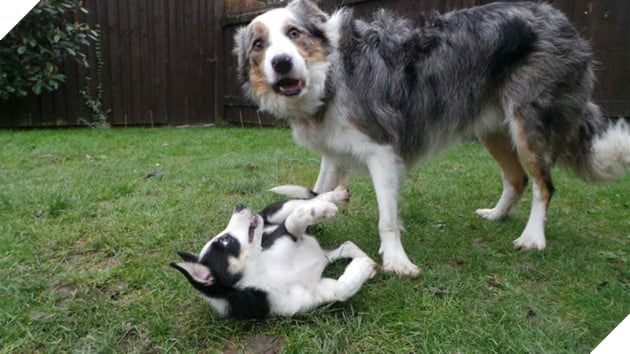 Tổng hợp những chiếc chó thái độ khi con sen chào đón thành viên mới của gia đình 16