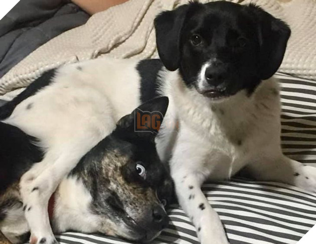 Tổng hợp những chiếc chó thái độ khi con sen chào đón thành viên mới của gia đình 17