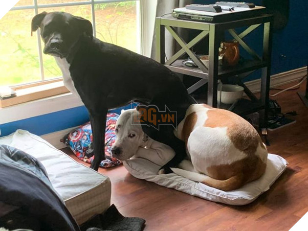 Tổng hợp những chiếc chó thái độ khi con sen chào đón thành viên mới của gia đình 19