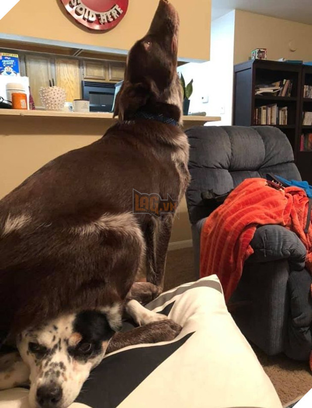 Tổng hợp những chiếc chó thái độ khi con sen chào đón thành viên mới của gia đình