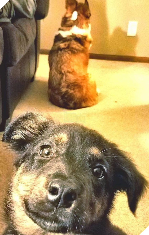 Tổng hợp những chiếc chó thái độ khi con sen chào đón thành viên mới của gia đình 20