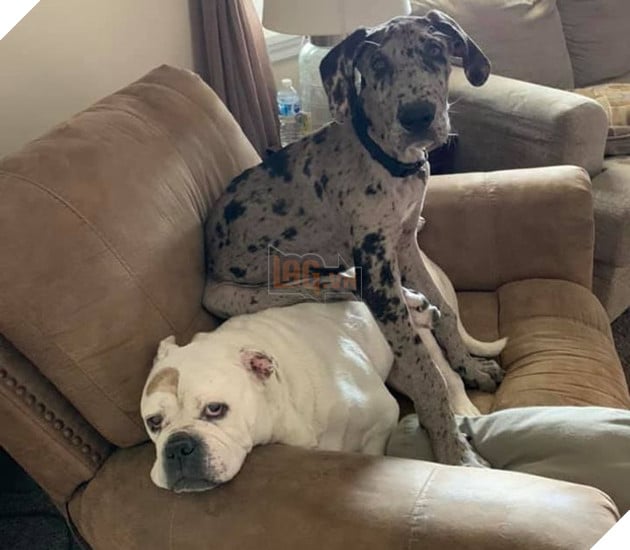 Tổng hợp những chiếc chó thái độ khi con sen chào đón thành viên mới của gia đình 21