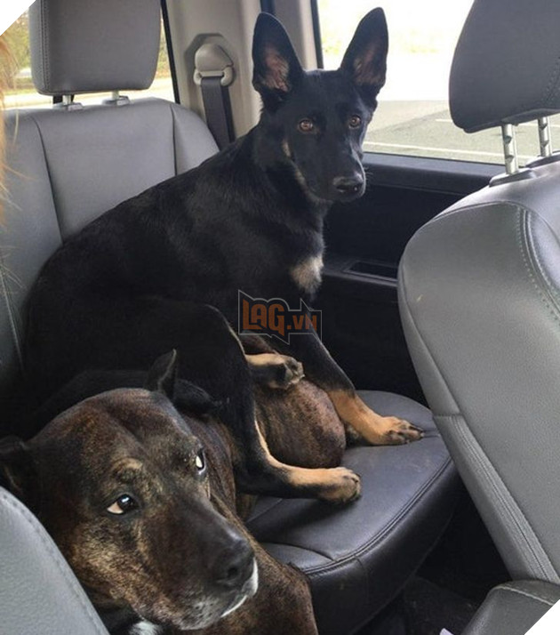 Tổng hợp những chiếc chó thái độ khi con sen chào đón thành viên mới của gia đình 22