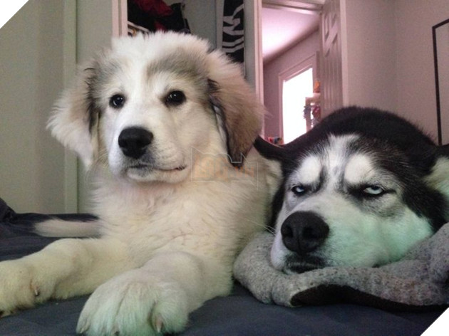 Tổng hợp những chiếc chó thái độ khi con sen chào đón thành viên mới của gia đình 23