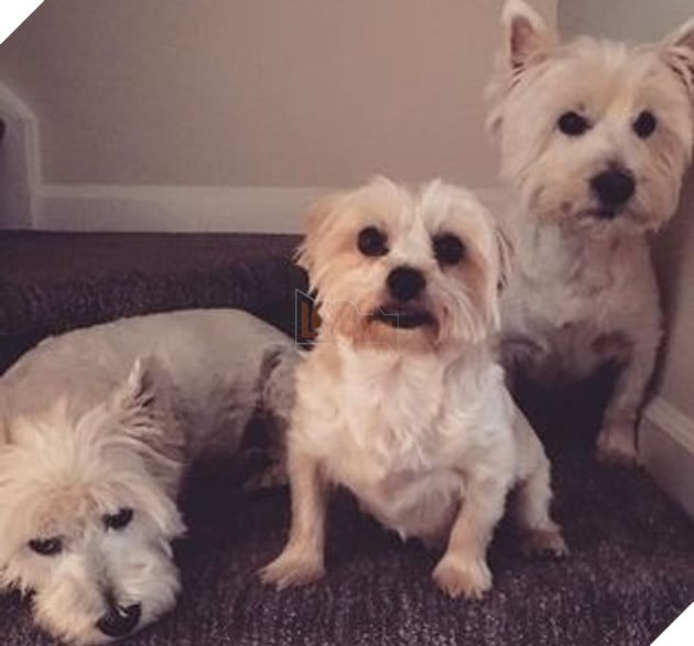 Tổng hợp những chiếc chó thái độ khi con sen chào đón thành viên mới của gia đình 2