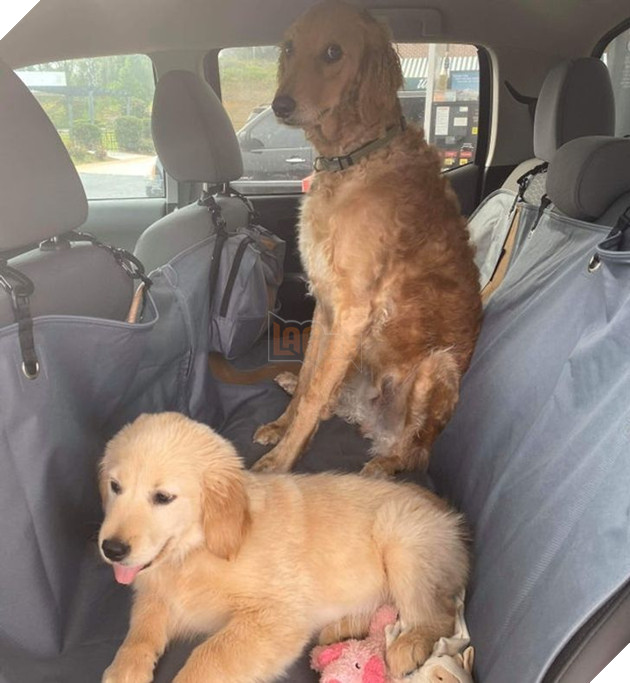 Tổng hợp những chiếc chó thái độ khi con sen chào đón thành viên mới của gia đình 3