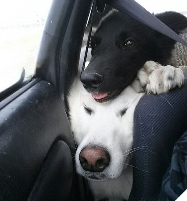 Tổng hợp những chiếc chó thái độ khi con sen chào đón thành viên mới của gia đình 4